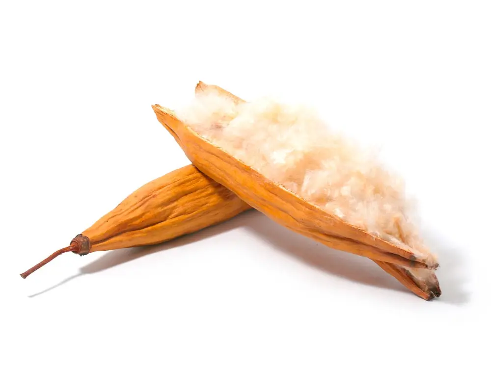 Offene Kapokschote - Kapokfüllung - Imagebild